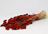 Phalaris Red 70cm