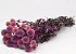 Echinops Distels Roze 70cm