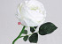 Edelrose 33cm Weiss