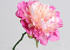 Peony Rose XL 30cm Pink-White