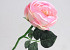 Rosier Thé 33cm Rose clair