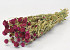 Gomphrena Purple 45cm