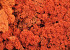 Reindeer Moss Orange per kg