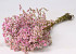 Limonium 45cm Light Pink