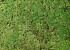 Lichen stabilisé Vert Forêt par kg, deuxième qualité