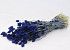 Bouquet Phalaris Bleu 70cm