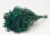 Broom Bloom Petrol Blau 50cm