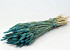 Triticum Petrol Blue (wheat) 70cm