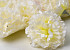 Carnation Cream D9cm 