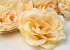 Rose Soft Yellow D10cm 