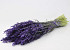 Bouquet Avoine Violet 70cm
