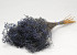 Bouquet Broom Bloom Bleu 50cm
