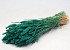 Triticum Emerald Green (wheat) 70cm