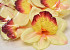 Orchidée Jaune D14cm