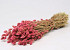 Phalaris Pink 70cm
