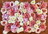 DIY Bloempaneel Roze/Wit 80x60cm