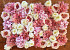 DIY Panneau de fleurs Rose/Blanc 80x60cm