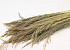 Silvergrass 110cm 200gr.