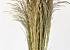 Silvergrass 110cm 200gr.