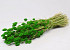 Bouquet Phalaris Vert 70cm