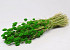 Phalaris Green 70cm