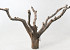 Tea Trunk 65cm