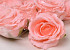 Rose Rose D10cm
