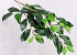Ficus Branch 65cm