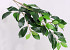 Tige de Ficus 65cm