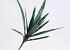 Dracaena Blad Steker 38cm