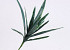 Dracaena Leaf Pick 38cm