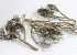 Tee Zweige 50-70cm