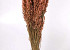 Avena Salmon 70cm