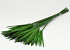 Papyrus Vert preservé L65cm