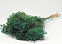 Broom Bloom Smaragdgroen 50cm