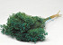 Broom Bloom Smaragdgrün 50cm