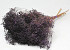 Bouquet Broom Bloom Violet 50cm