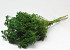 Bouquet Broom Bloom Vert 50cm