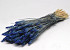Triticum Blau (Weizen) 70cm