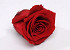 Rose Heads 5cm Red