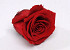 Rosenköpfe 5cm Rot