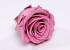 Rose Heads 5cm Old Pink