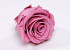 Roses préservé 5cm Rose