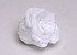 Rose Heads 5cm White