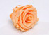 Rose Heads 5cm Peach