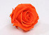 Roses préservé 5cm Orange