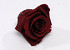 Rose Heads 5cm Burgundy