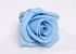 Rose Heads 5cm Sky Blue