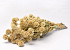 Bunt Scabiosa 60cm