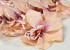 Orchidee Rosa/Pfirsch D13cm 